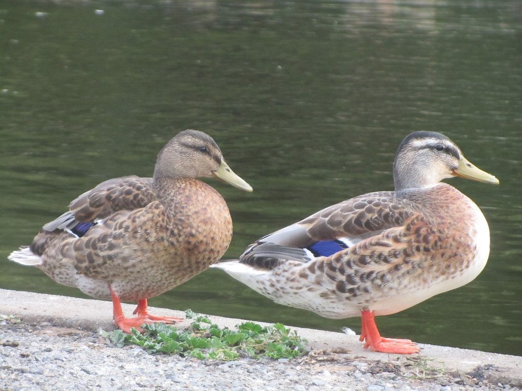 orange feet! lucky ducks! Shannon Lynch Flickr