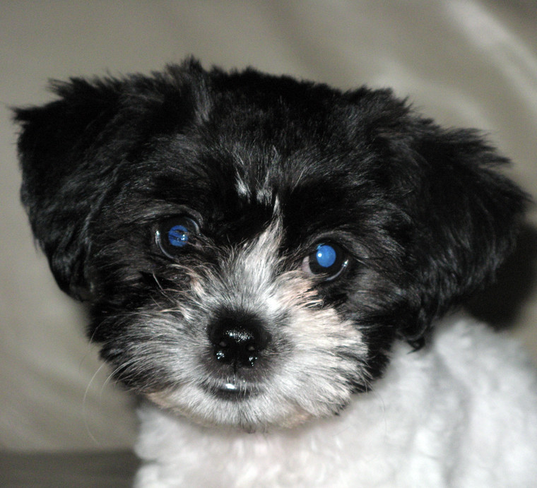 99+ Teddy Bear Bichon Frise Shih Tzu l2sanpiero