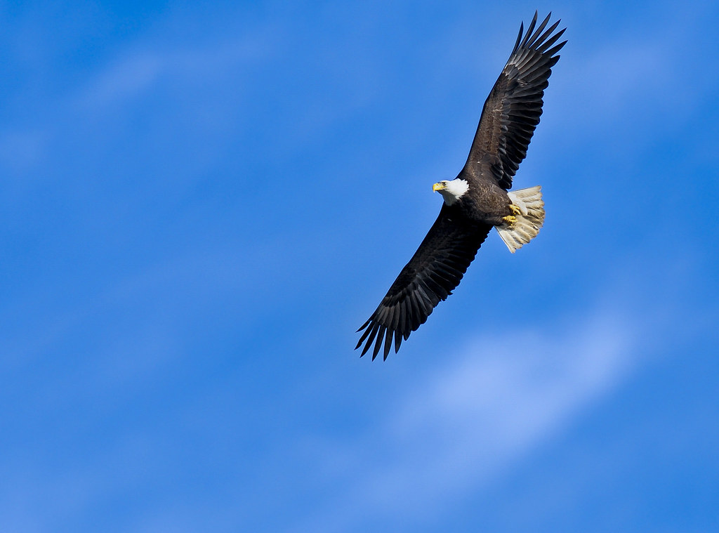 Bald Eagle soaring in blue sky A Bald Eagle soaring over a… Flickr