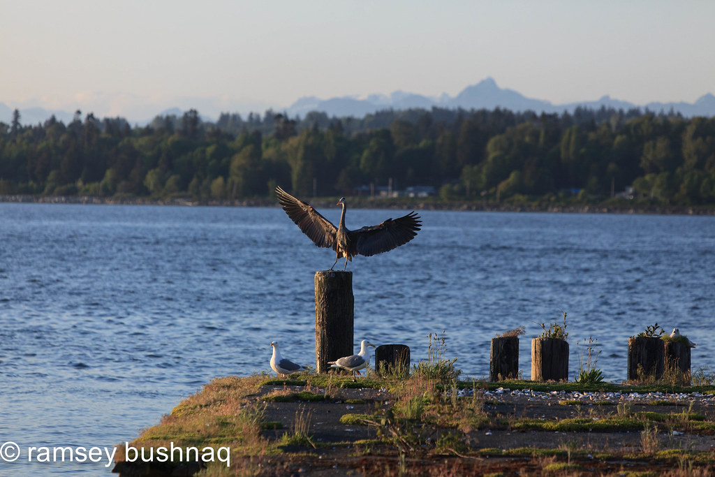 heron landing ramsey bushnaq Flickr