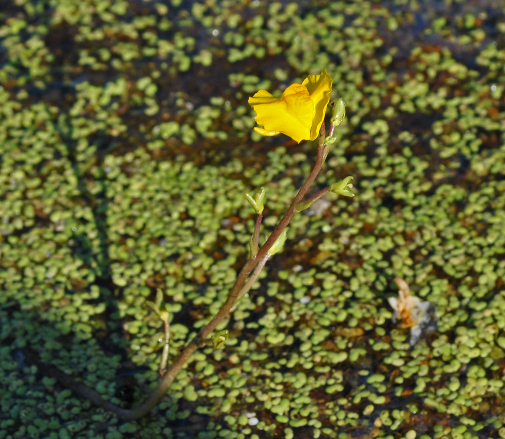 Common Bladderwort (Utricularia vulgaris) Dunnville Barren… Flickr