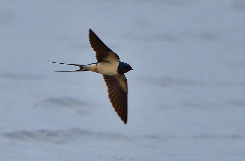 Swallow Wonderful acrobatic birds charlie.syme Flickr
