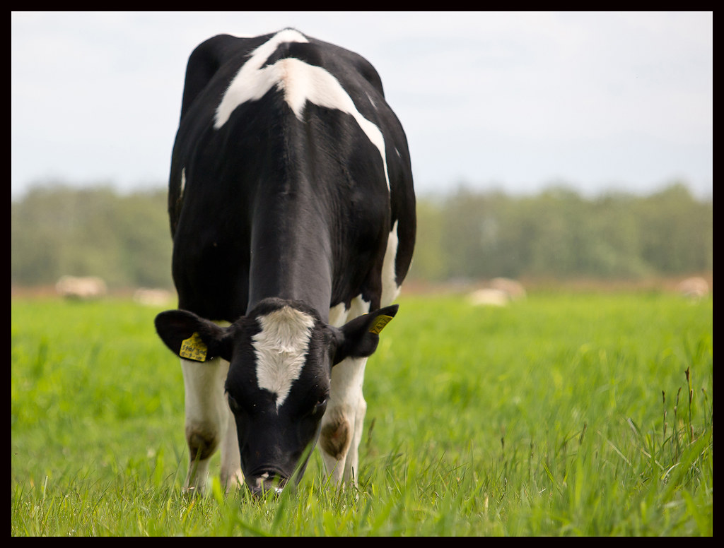HolsteinFriesian Cow Just eating Rick Oldersom Flickr