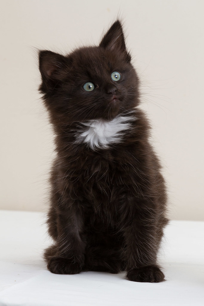 Black Kitten Black kitten taken for Bolton & Bury Cat Resc… John