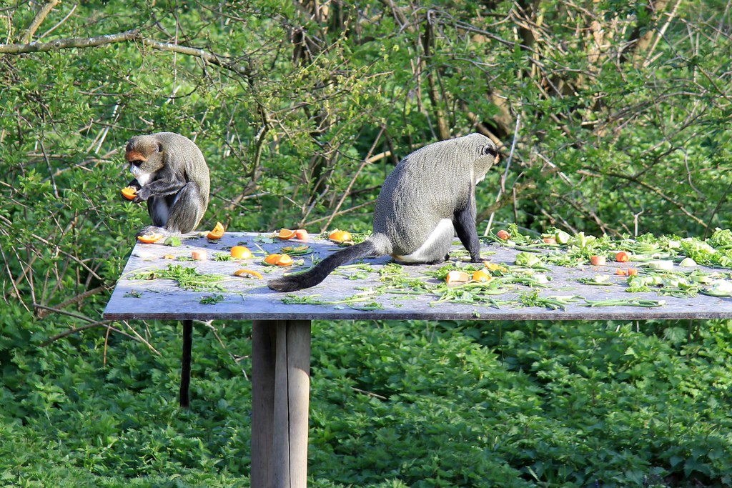 Port Lympne Wildlife Park 17042012 Nestled in 600 acres … Flickr