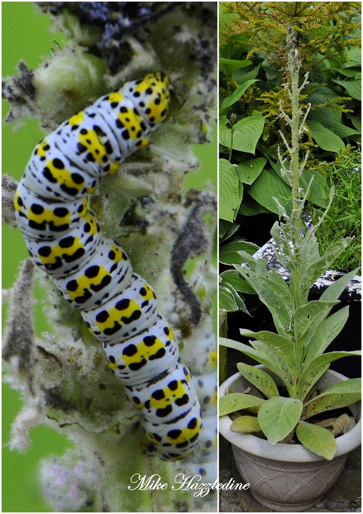 MOT 160 Mullein moth caterpillar on Hoary Mullein plant… Flickr