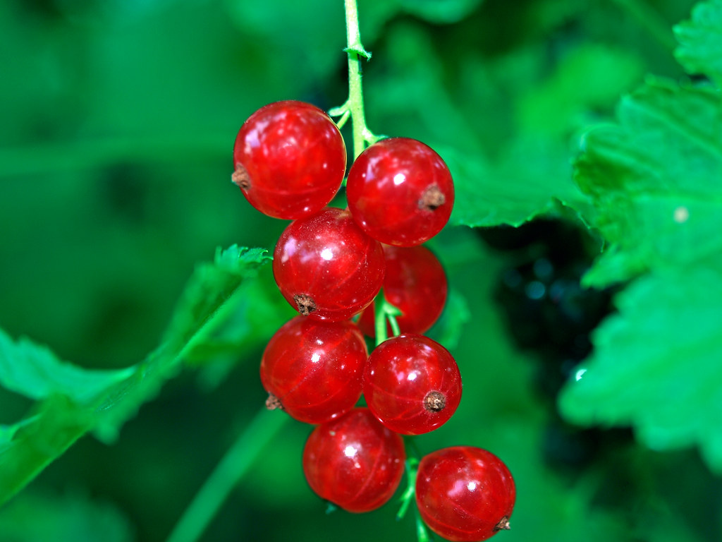 red currant This photo of red currants on the vine was tak… Flickr