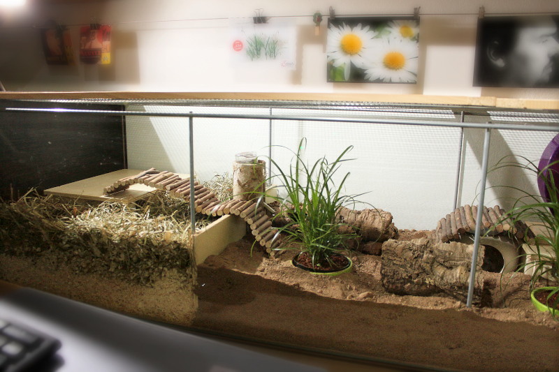 Hamstergehege Ikea Vitrine DesignIdeen
