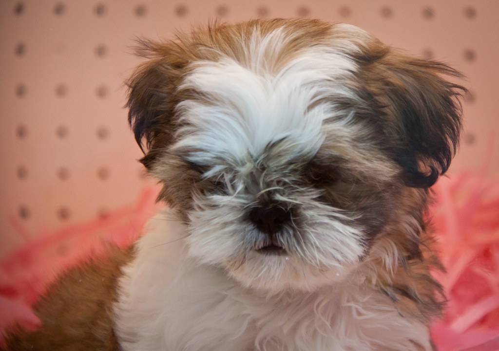 Shih Tzu at Les Petits Puppies in South Beach Miami Beac… Flickr