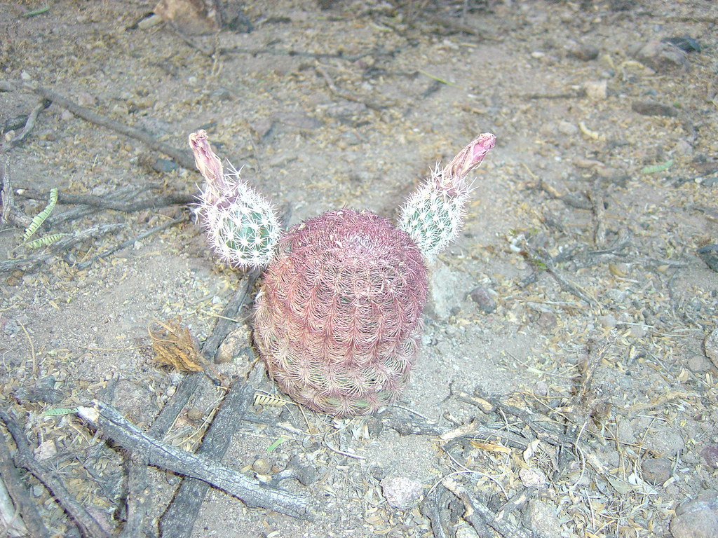 Echinocereus pectinatus "Huevos de toro" Cactus muy apreci… Flickr