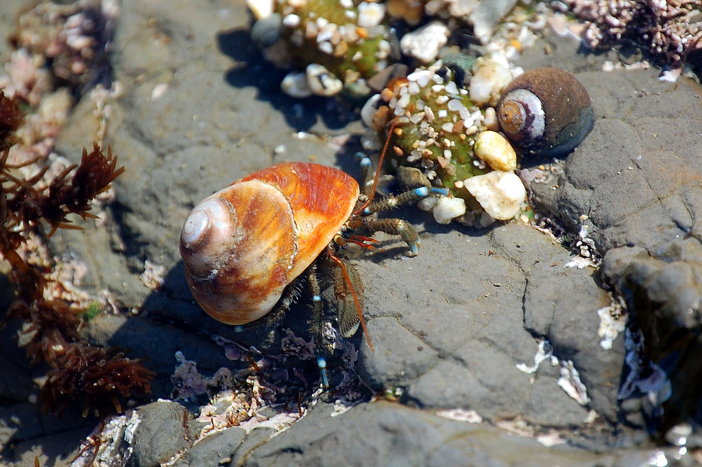 Hermit Crab closeup, Moss Beach tidepools Steve W Lee Flickr