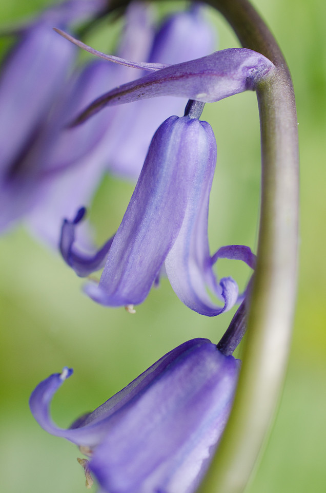 Droopy blue One droopy beautiful late bluebell! Helen Claire Little