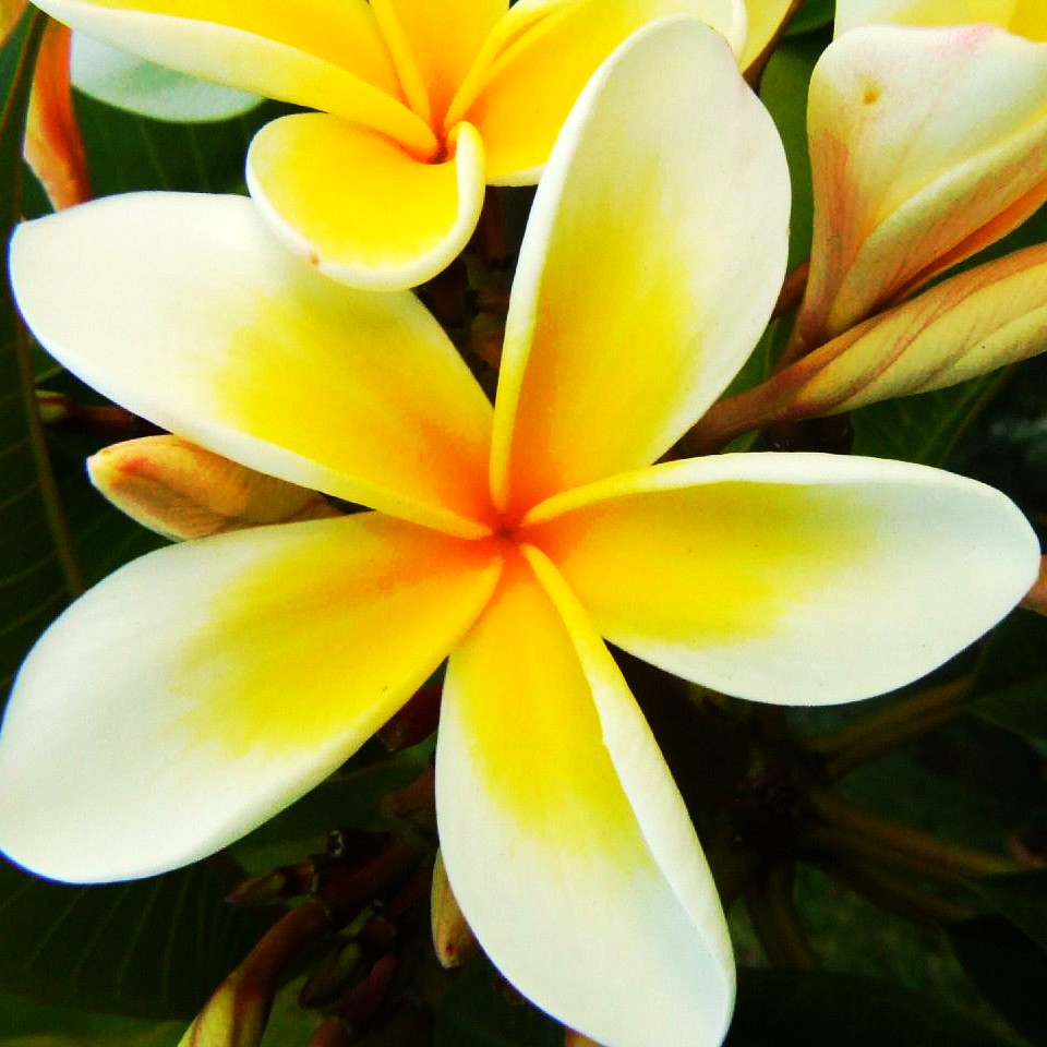 Yellow Frangipani Flowers macro Frangipani flowers remind … Flickr
