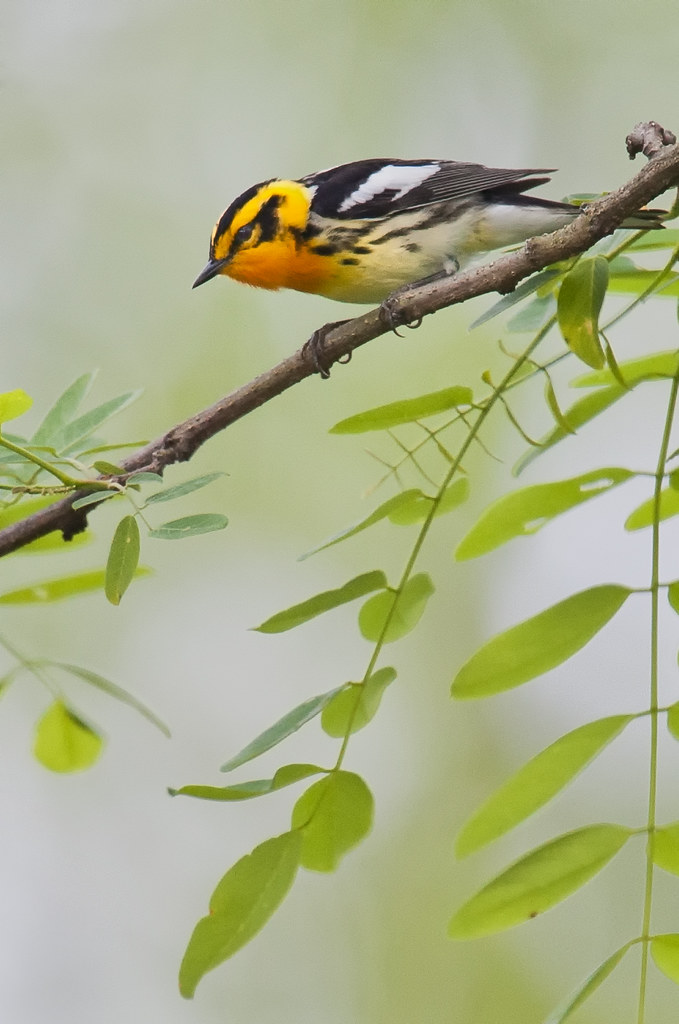 Blackburnian Warbler Brawley Mountain, N. Flickr
