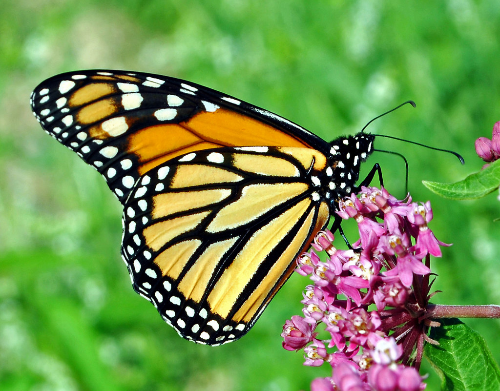 Monarch (Danaus plexippus) Dunnville Barrens State Natural… Flickr