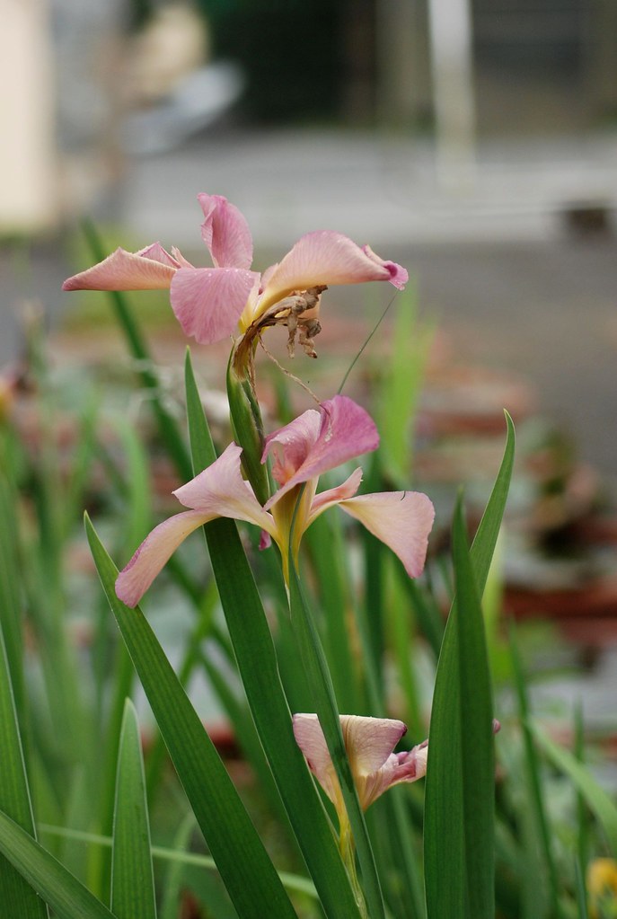 Louisiana Iris 'Myra arny' Flickr