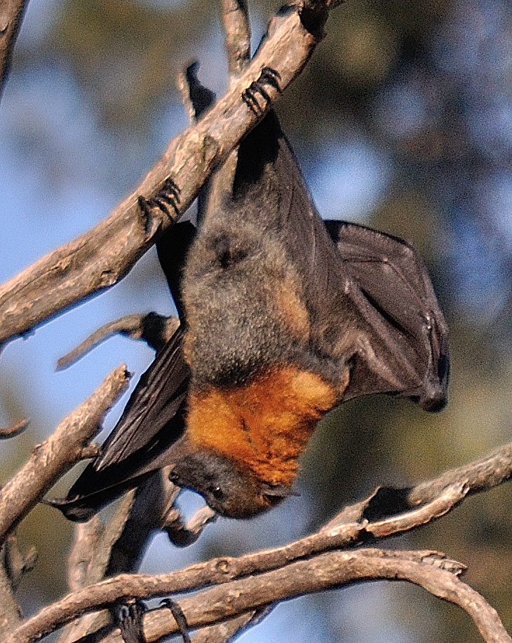 Bats for Dummies How to land a Bat, safely. DSC_025642 Flickr