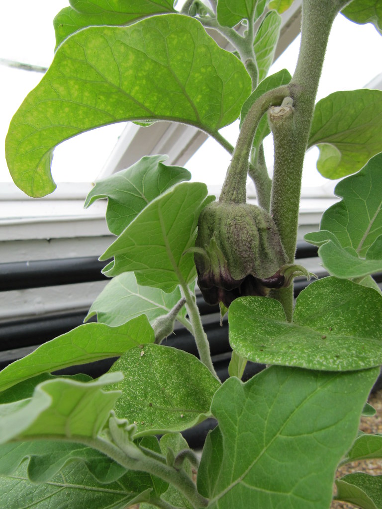 Strange aubergine flower ('Listada de Gandia') West Dean G… Flickr