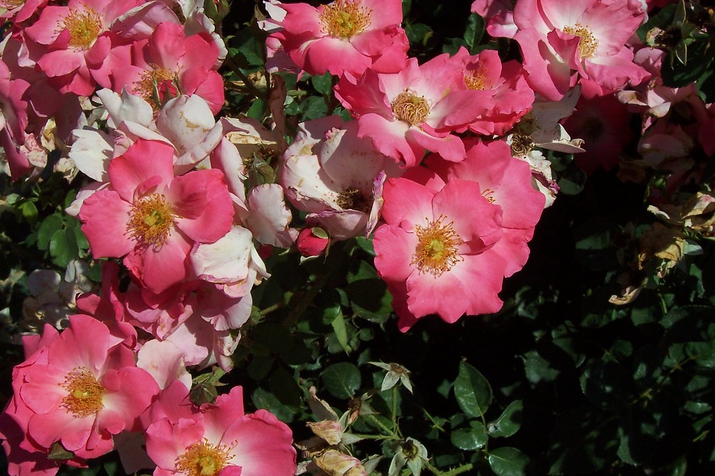 Pink Roses McCray Park in Liberal KS Eikenbary Photography Plus
