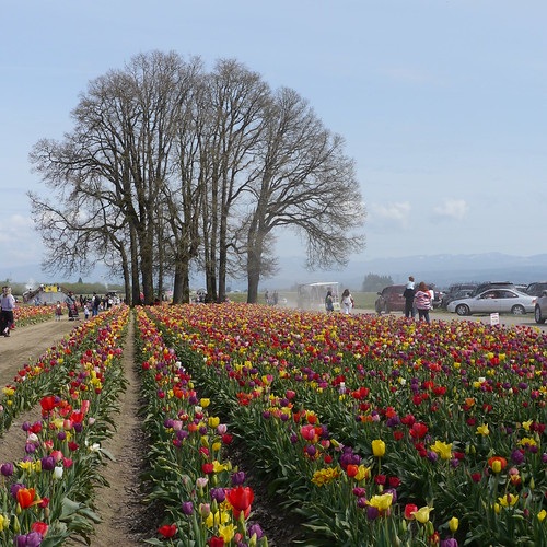 Wooden Shoe Tulip Farm, Woodburn, Oregon Rick Obst Flickr