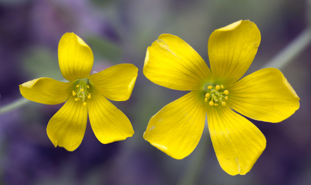 me and you really tiny yellow wildflower ground cover. oth… Flickr