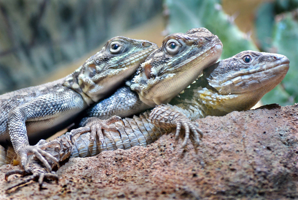 Three's company A trio of lizards gather for a group photo… Flickr