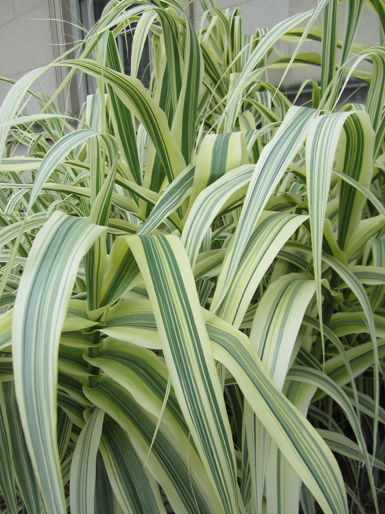 Striped leaves Ann Lusch Flickr