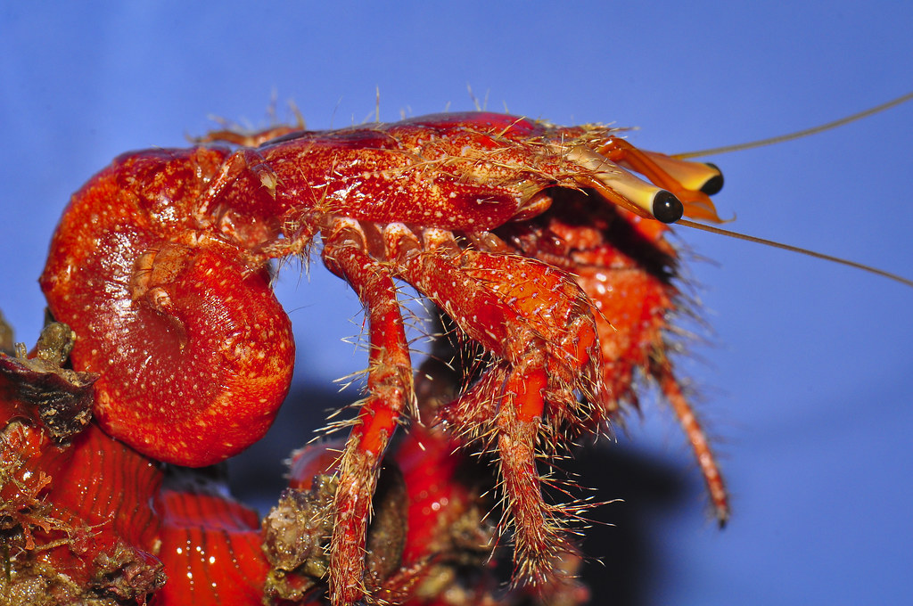 Hermit crab out of its shell Marine hermit crab Lost shell… Flickr