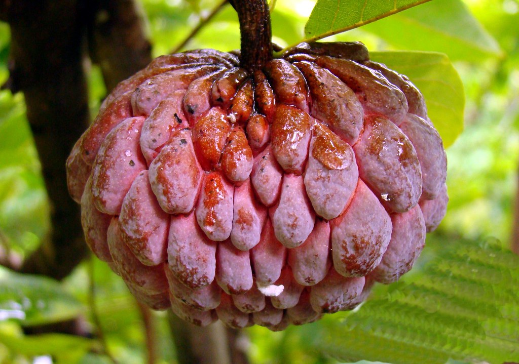 Sugar Apple 12 RED 1 / (Bangla = আতা) =================… Flickr