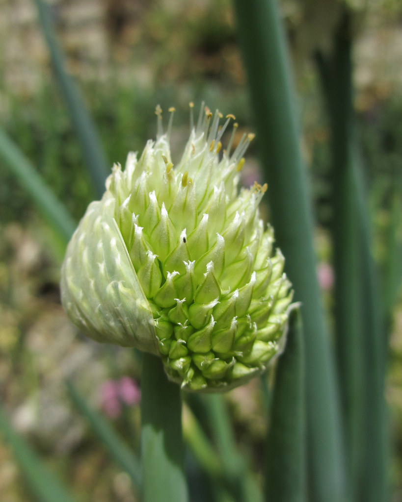 Onion buds about to open Monceau Flickr