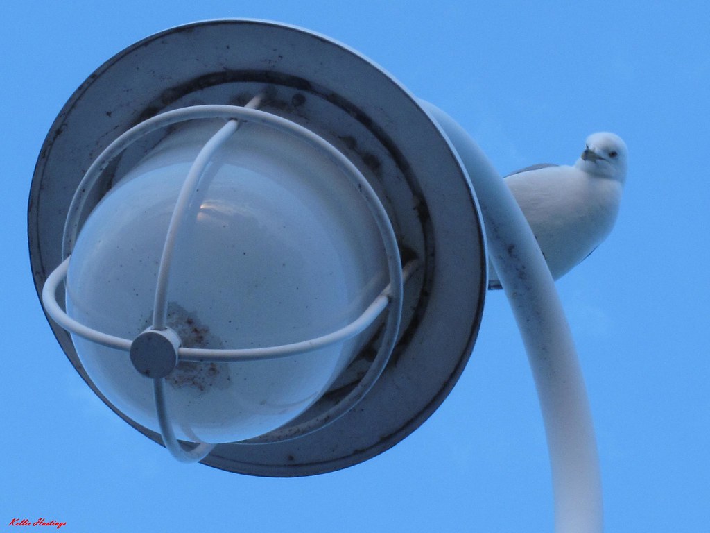 Giant Illusion of Bird on Street LightKellie Hastings Flickr