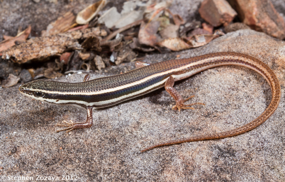 Northern Firetailed Skink (Morethia storri) A northern