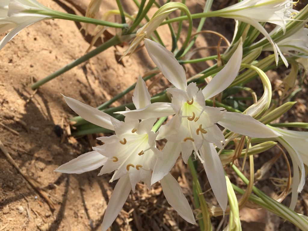 Flowers on the beach bejjani roula Flickr