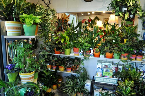 More new houseplants, April 23rd New houseplants The Greenery