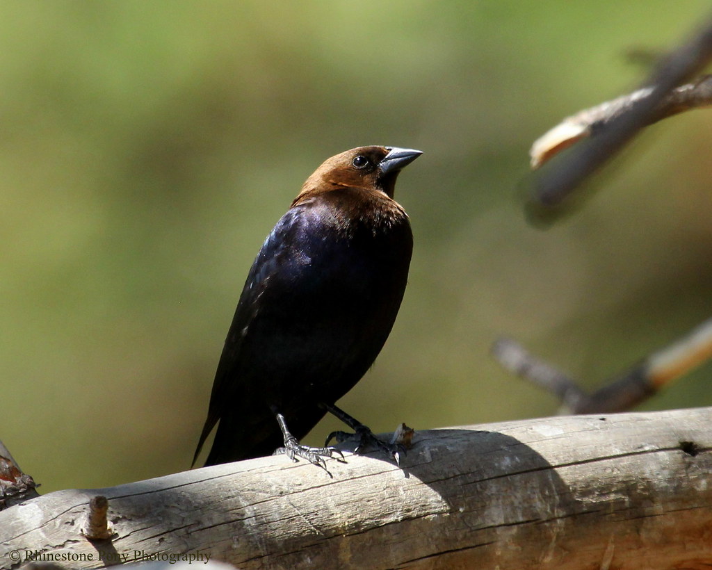 Brownheaded Cowbird These birds are called cowbirds becau… Flickr