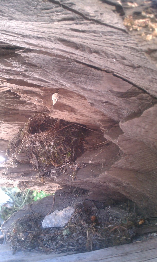 Box Spring Trail Hike Lemmon!