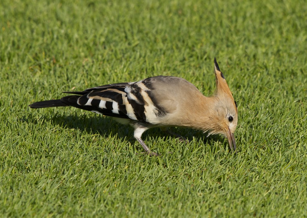 Hoopoe Upupa epops Safa Park Dubai Paul Flickr
