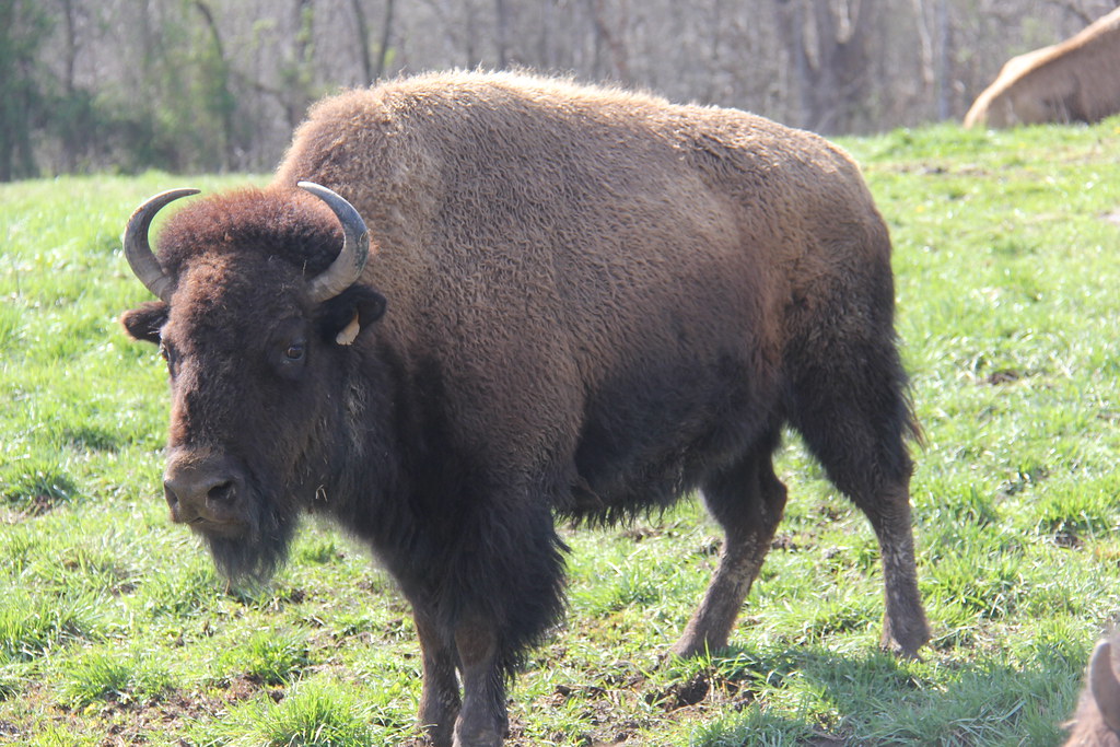 Kentucky Cumberland Gap Bison Flickr