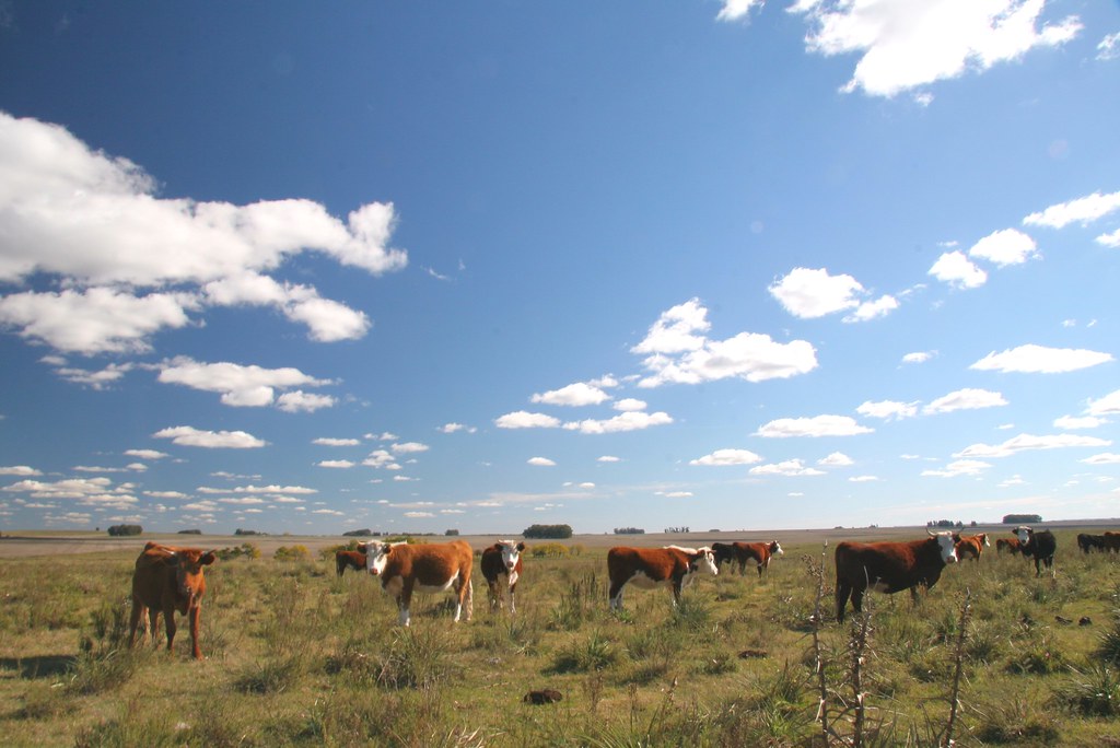 Cattle Ranching Free roaming cows out to pasture. If you h… Flickr