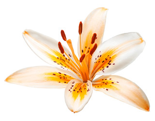 WS1804: Asiatic Lily - Photo Reference | Workshop by Will St… | Flickr