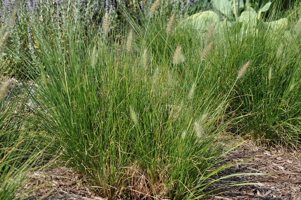 Bunny tail grass Image of bunny tail grass Julie Dianne Flickr