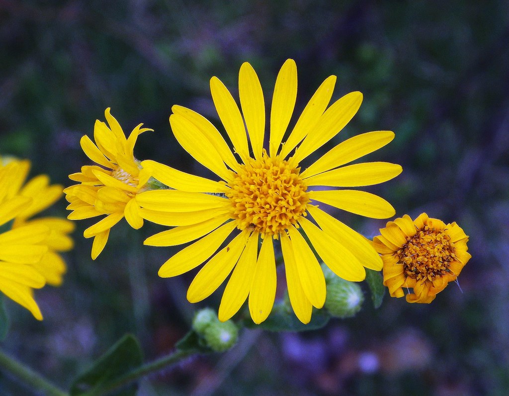 Daisies Sue Roehl Flickr