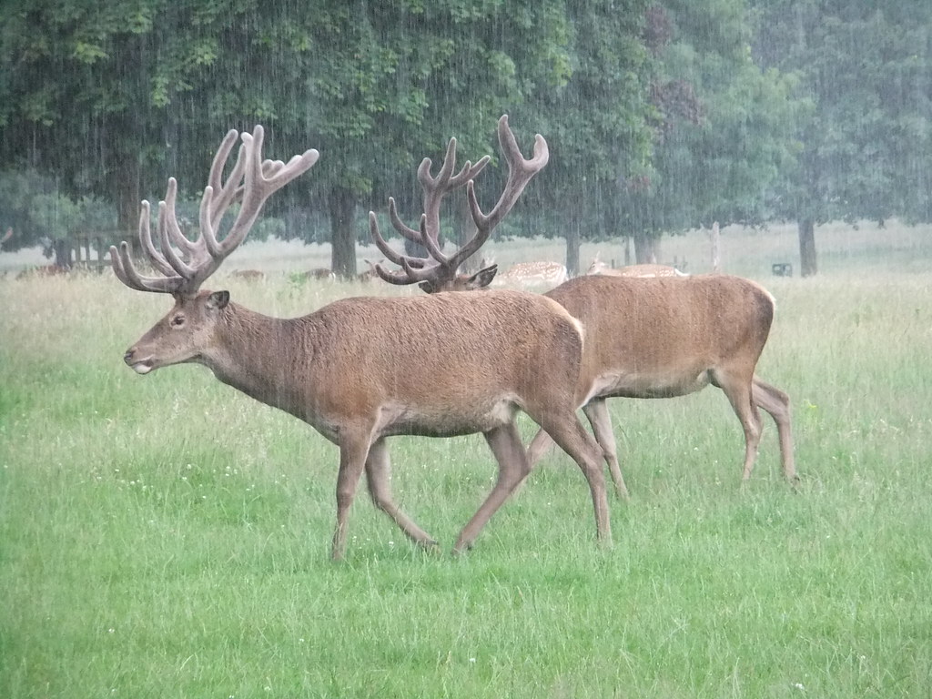 Pair in rain Deer walking through torrential rain. Taken a… Flickr