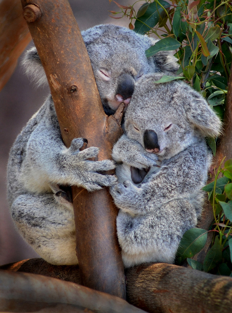 Sleeping beauties Koalas. Even when sound asleep they're s… Flickr