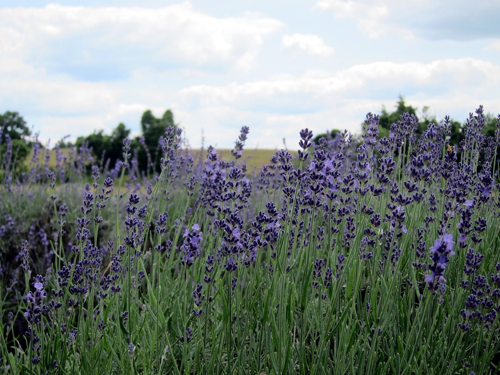 Pennsylvania Lavender Festival, Willow Pond Farm, Fairfiel… Flickr