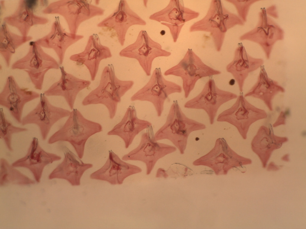 Dogfish placoid scales 40 jessy731 Flickr