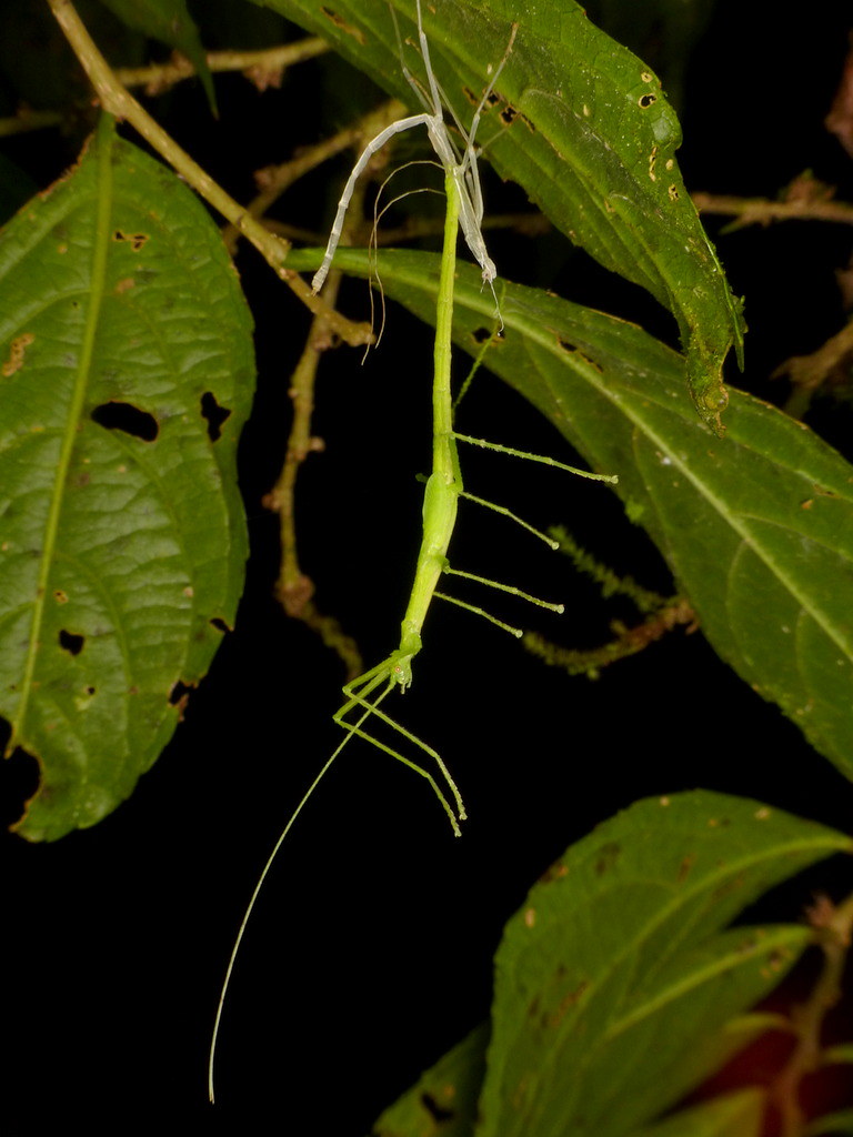 Freshly molted Stick insect & shed skin, Agrostia sp.? Flickr