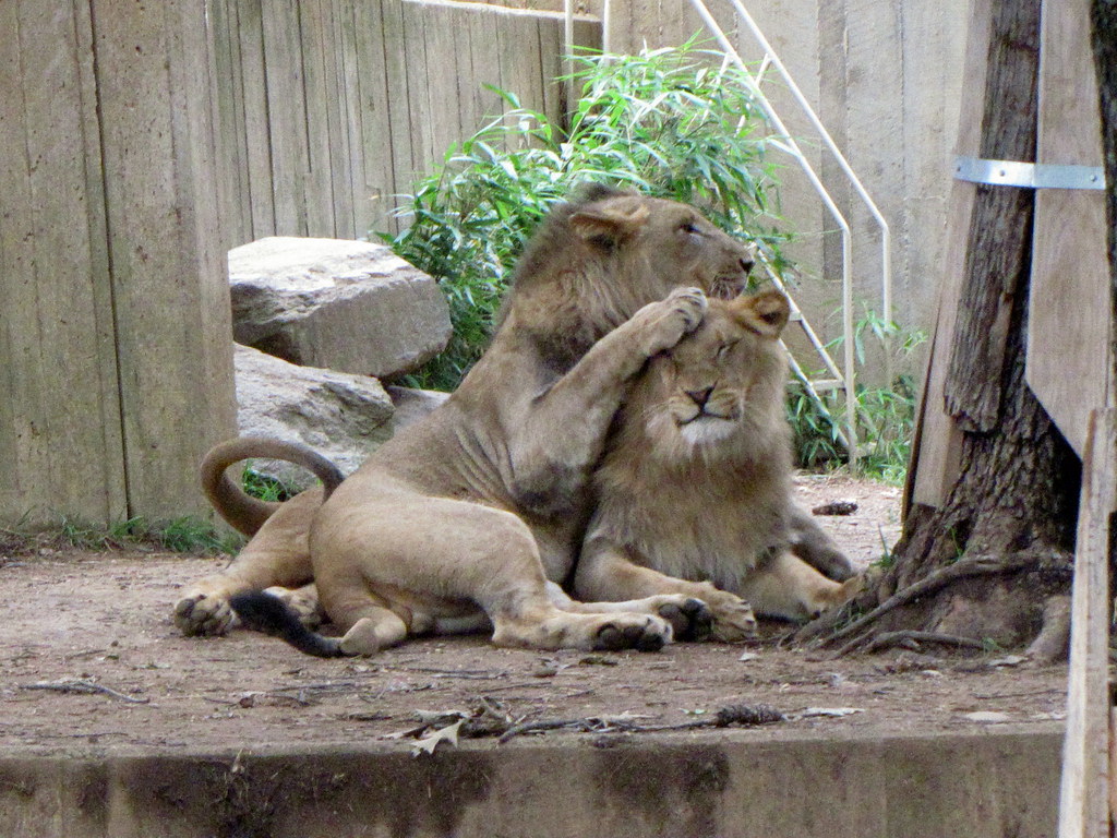 Brotherly Love This is Baruti and Aslan from the National … Flickr