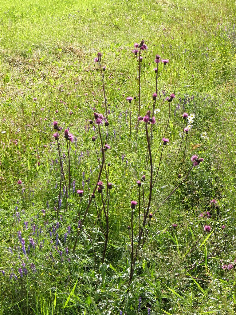 Huopaohdake Suomalainen nimi Tieteellinen nimi Heimo Ka… Flickr