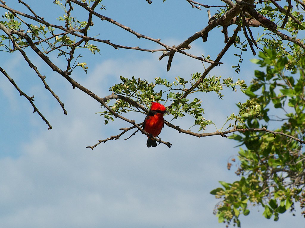 Pajarito de la virgen (Chipirril) Pyrocephalus Rubinus San… Flickr